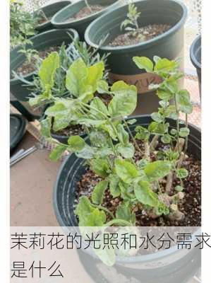 茉莉花的光照和水分需求是什么