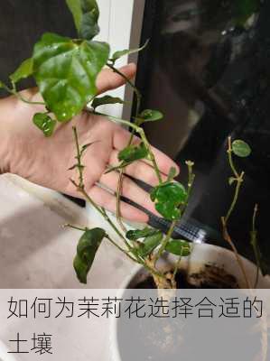 如何为茉莉花选择合适的土壤