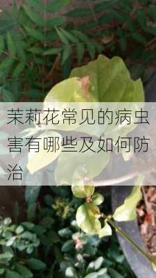 茉莉花常见的病虫害有哪些及如何防治