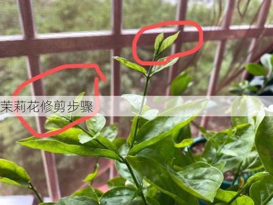 茉莉花修剪步骤