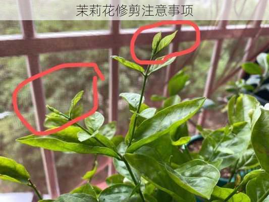 茉莉花修剪注意事项