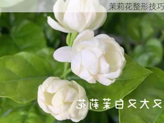 茉莉花整形技巧