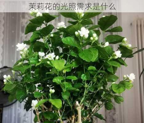 茉莉花的光照需求是什么