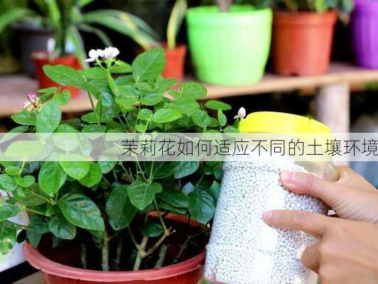 茉莉花如何适应不同的土壤环境