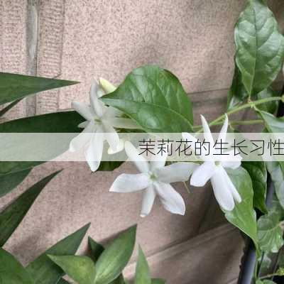 茉莉花的生长习性