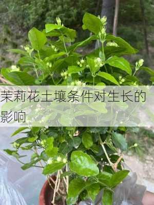 茉莉花土壤条件对生长的影响