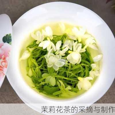 茉莉花茶的采摘与制作