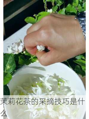 茉莉花茶的采摘技巧是什么