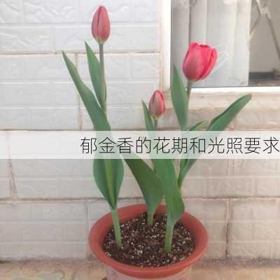 郁金香的花期和光照要求