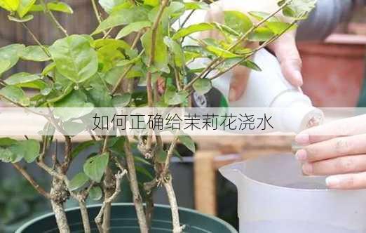 如何正确给茉莉花浇水