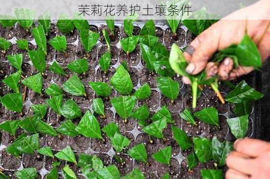 茉莉花养护土壤条件