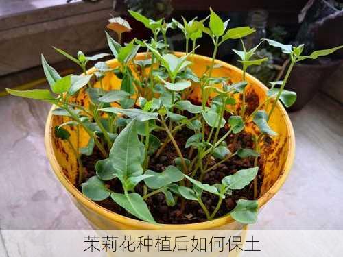 茉莉花种植后如何保土