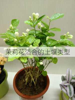 茉莉花适合的土壤类型