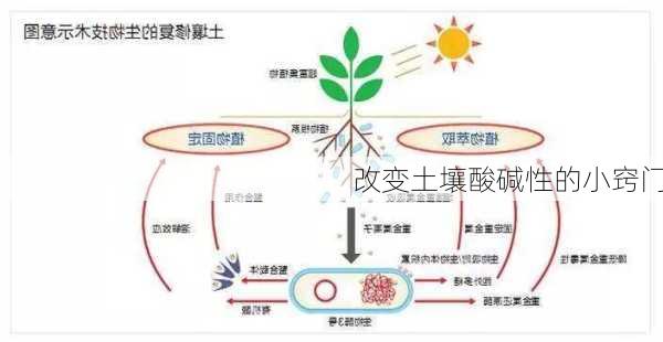 改变土壤酸碱性的小窍门