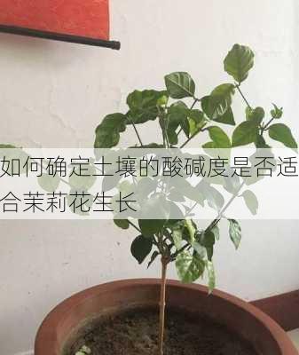 如何确定土壤的酸碱度是否适合茉莉花生长