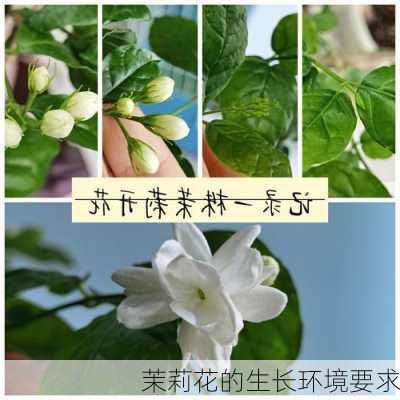 茉莉花的生长环境要求