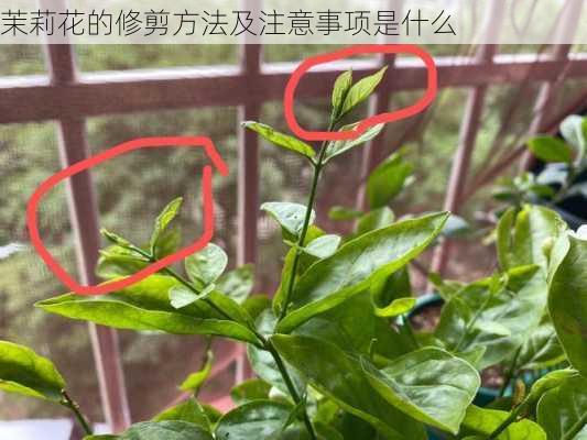 茉莉花的修剪方法及注意事项是什么