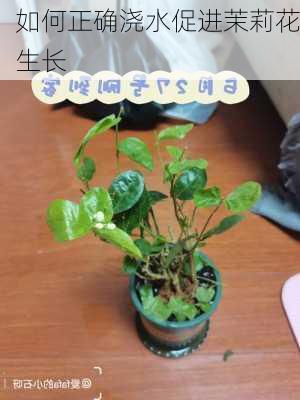 如何正确浇水促进茉莉花生长