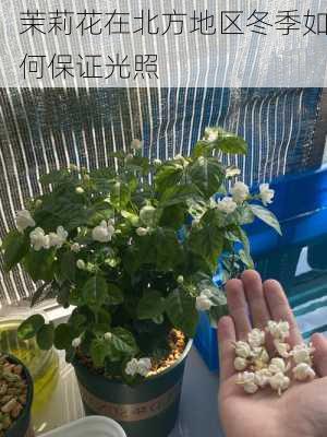 茉莉花在北方地区冬季如何保证光照