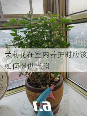 茉莉花在室内养护时应该如何提供光照