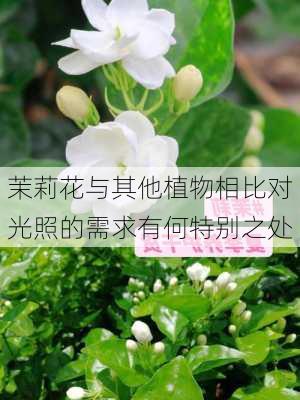 茉莉花与其他植物相比对光照的需求有何特别之处