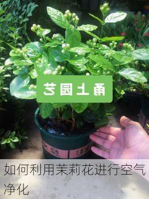 如何利用茉莉花进行空气净化