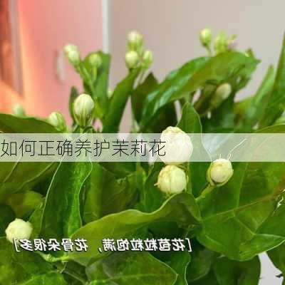 如何正确养护茉莉花