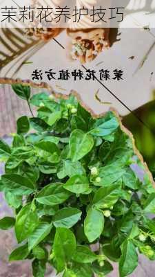 茉莉花养护技巧