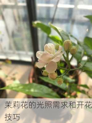 茉莉花的光照需求和开花技巧