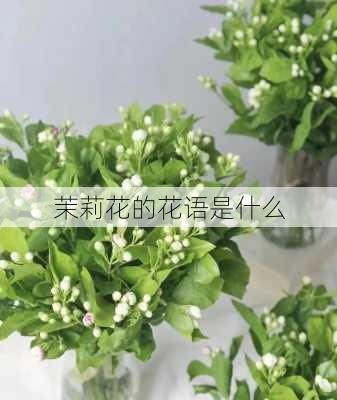 茉莉花的花语是什么