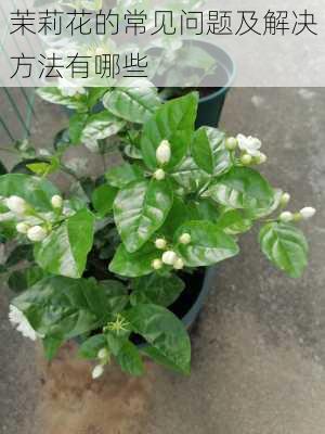 茉莉花的常见问题及解决方法有哪些