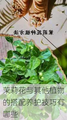 茉莉花与其他植物的搭配养护技巧有哪些