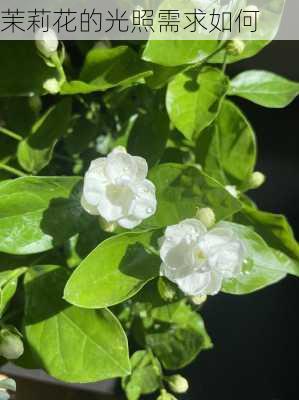 茉莉花的光照需求如何