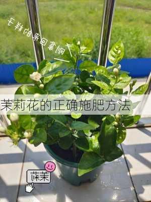 茉莉花的正确施肥方法