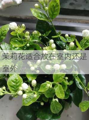 茉莉花适合放在室内还是室外