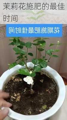 茉莉花施肥的最佳时间