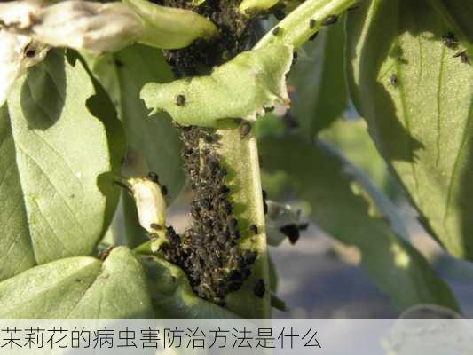 茉莉花的病虫害防治方法是什么