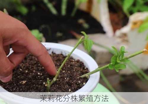 茉莉花分株繁殖方法