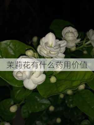 茉莉花有什么药用价值