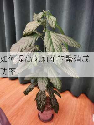 如何提高茉莉花的繁殖成功率