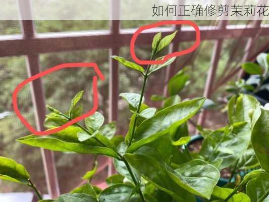 如何正确修剪茉莉花