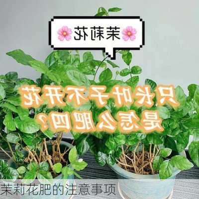 茉莉花肥的注意事项