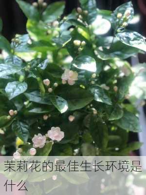 茉莉花的最佳生长环境是什么