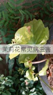 茉莉花常见病虫害