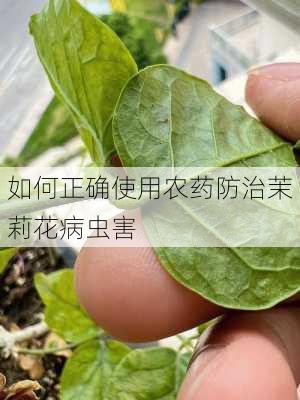 如何正确使用农药防治茉莉花病虫害