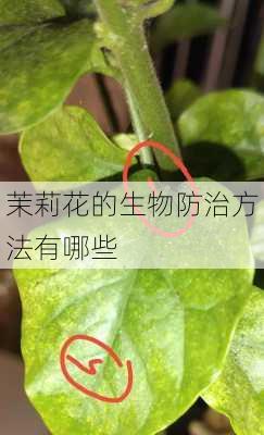 茉莉花的生物防治方法有哪些