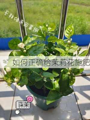 如何正确给茉莉花施肥