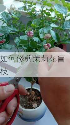 如何修剪茉莉花盲枝