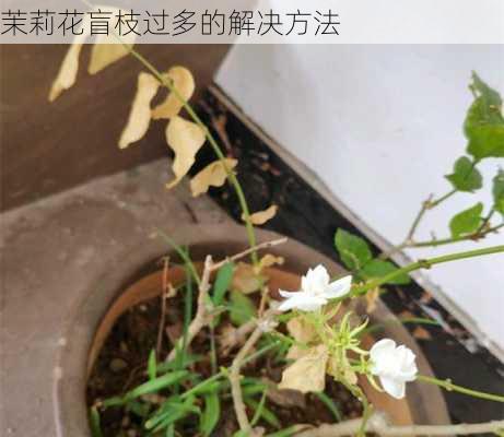 茉莉花盲枝过多的解决方法