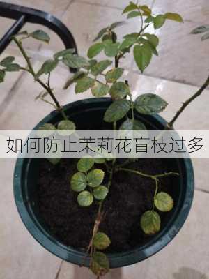 如何防止茉莉花盲枝过多